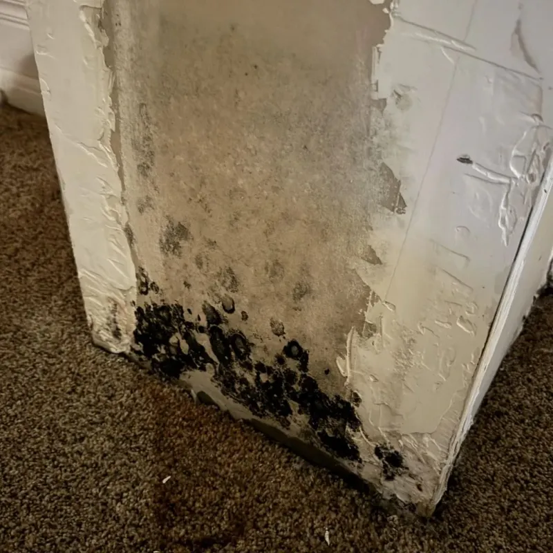 Professional Mold Removal in Las Animas, CO